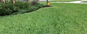 Lawn care and fertilizer in Jacksonville, FL.