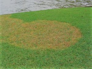 Large patch fungus in Jacksonville lawns