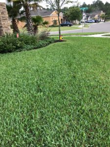Lawn care service advice